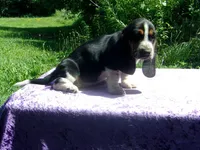 Hazel, a female Basset Hound for sale in Kansas City, MO – 7 of 9