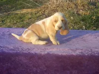 Summer, a female Basset Hound for sale in Kansas City, MO – Photo 3 of 7