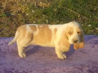 Summer, a female Basset Hound for sale in Kansas City, MO – Photo 6 of 7