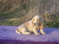 Summer, a female Basset Hound for sale in Kansas City, MO – Photo 5 of 7