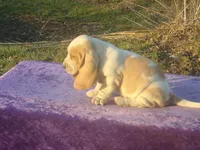 Summer, a female Basset Hound for sale in Kansas City, MO – Photo 2 of 7