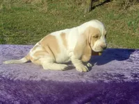 Summer, a female Basset Hound for sale in Kansas City, MO – Photo 7 of 7