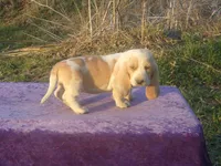 Summer, a female Basset Hound for sale in Kansas City, MO – Photo 4 of 7