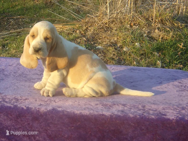 Summer – Basset Hound puppy for sale in Kansas City, MO