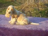 Summer, a female Basset Hound for sale in Kansas City, MO – Photo 1 of 7