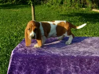 Rosie, a female Basset Hound for sale in Kansas City, MO – Photo 1 of 4