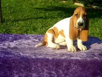 Rosie, a female Basset Hound for sale in Kansas City, MO – Photo 3 of 4