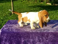 Rosie, a female Basset Hound for sale in Kansas City, MO – Photo 2 of 4