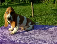 Rosie, a female Basset Hound for sale in Kansas City, MO – Photo 4 of 4