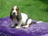 Rosie, a female Basset Hound for sale in Kansas City, MO – 1 of 8