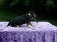 Sadie, a female Basset Hound for sale in Kansas City, MO – 9 of 9