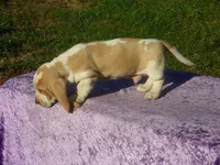 Bentley, a male Basset Hound for sale in Kansas City, MO – 7 of 8