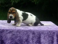 Sammie, a male Basset Hound for sale in Kansas City, MO – 4 of 7