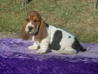 Sophie, a female Basset Hound for sale in Kansas City, MO – Photo 6 of 7