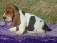Sophie, a female Basset Hound for sale in Kansas City, MO – Photo 5 of 7