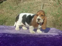 Sophie, a female Basset Hound for sale in Kansas City, MO – Photo 4 of 7