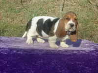 Sophie, a female Basset Hound for sale in Kansas City, MO – Photo 2 of 7