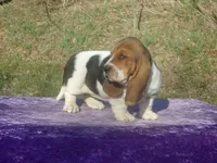 Sophie, a female Basset Hound for sale in Kansas City, MO – Photo 3 of 7