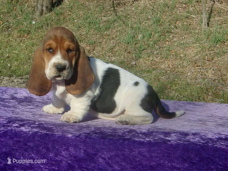 Sophie – Basset Hound puppy for sale in Kansas City, MO