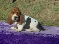 Sophie, a female Basset Hound for sale in Kansas City, MO – Photo 1 of 7