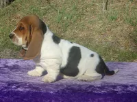 Sophie, a female Basset Hound for sale in Kansas City, MO – Photo 7 of 7