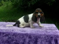 Hazel, a female Basset Hound for sale in Kansas City, MO – 9 of 10