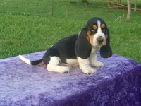 Winston, a male Basset Hound for sale in Kansas City, MO – 3 of 9