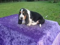Thurman, a male Basset Hound for sale in Kansas City, MO – 2 of 8