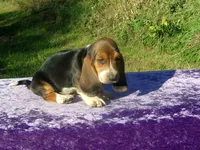 Angus, a male Basset Hound for sale in Kansas City, MO – 2 of 2