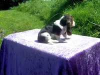 Bella, a female Basset Hound for sale in Kansas City, MO – 8 of 9