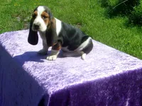 Bella, a female Basset Hound for sale in Kansas City, MO – 5 of 9