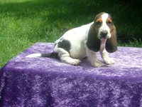 Rosie, a female Basset Hound for sale in Kansas City, MO – 2 of 8