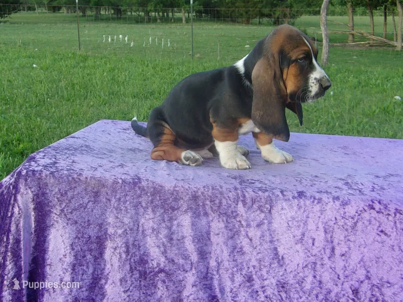 Hanson – Basset Hound puppy for sale in Kansas City, MO