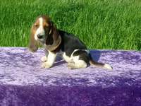 Susie, a female Basset Hound for sale in Kansas City, MO – Photo 6 of 7