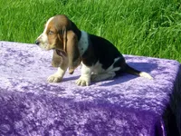 Susie, a female Basset Hound for sale in Kansas City, MO – Photo 4 of 7