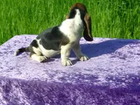 Susie, a female Basset Hound for sale in Kansas City, MO – Photo 7 of 7