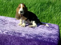 Susie, a female Basset Hound for sale in Kansas City, MO – Photo 3 of 7