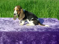 Susie, a female Basset Hound for sale in Kansas City, MO – Photo 2 of 7