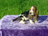 Susie, a female Basset Hound for sale in Kansas City, MO – Photo 1 of 7