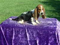 Boscoe, a male Basset Hound for sale in Kansas City, MO – Photo 1 of 6