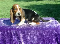 Boscoe, a male Basset Hound for sale in Kansas City, MO – Photo 4 of 6