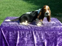 Boscoe, a male Basset Hound for sale in Kansas City, MO – Photo 6 of 6