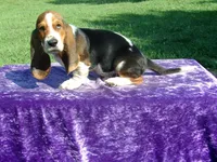 Boscoe, a male Basset Hound for sale in Kansas City, MO – Photo 3 of 6
