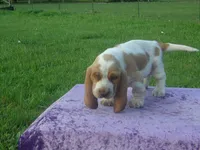 Elsie, a female Basset Hound for sale in Kansas City, MO – 6 of 6
