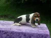 Sammie, a male Basset Hound for sale in Kansas City, MO – 5 of 7