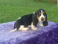 Winston, a male Basset Hound for sale in Kansas City, MO – 2 of 9