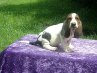 Rosie, a female Basset Hound for sale in Kansas City, MO – 5 of 8