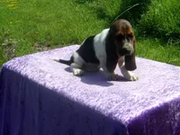 Chloe, a female Basset Hound for sale in Kansas City, MO – 5 of 8