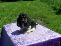 Cisco, a male Basset Hound for sale in Kansas City, MO – 6 of 10