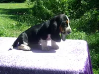 Hazel, a female Basset Hound for sale in Kansas City, MO – 8 of 9